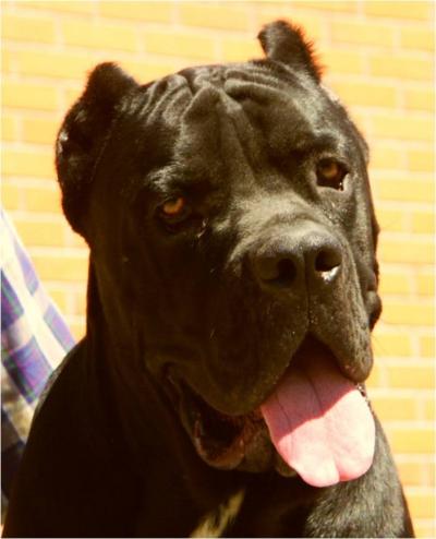 TYSON