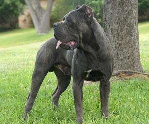 PHANTOM'S MADD MAXX