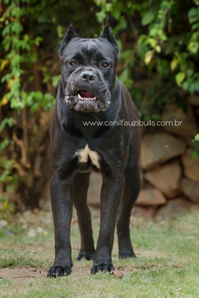 AIRON DEL FAUZIBULLS