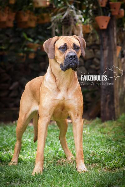 POTENZA DEL FAUZIBULLS