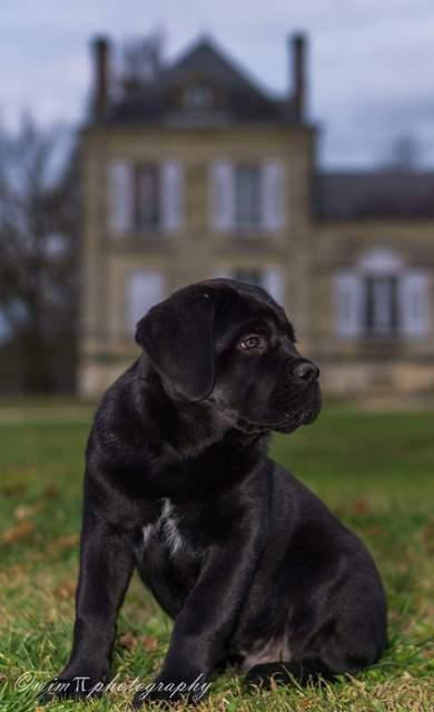 MARQUIS LESTAT DIT OURSON DU BOIS D'AQUILAS