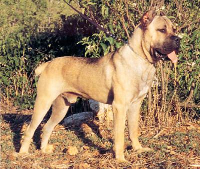 ARES