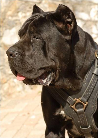 ETTORE