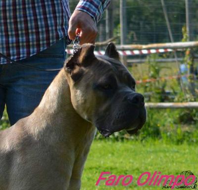 FARO OLIMPO