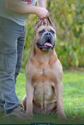 CHIBS TELFORD DEL-ORTE M.L