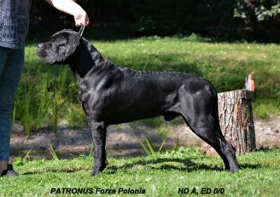 PATRONUS FORZA POLONIA