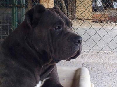 ACHILLE