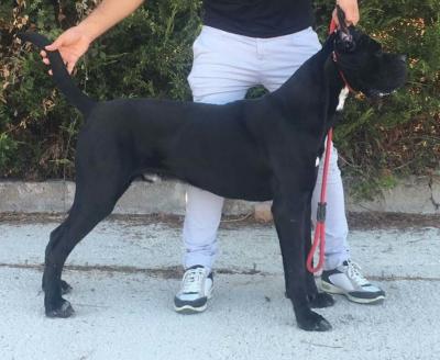 CASEY DEI MARCHESI DEL PARTENIO