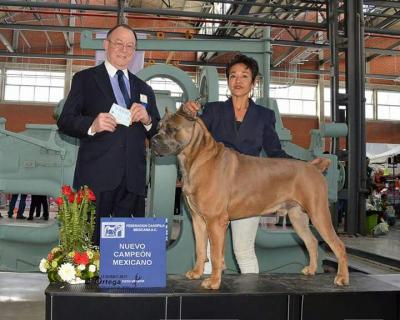BIGSTATE NT'S GOLDEN BOY "OSCAR"