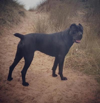 BRIANNA L'IMPRONTA DI CANE CORSO