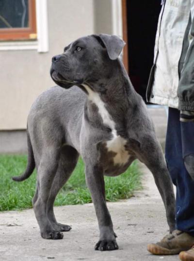DEE-DEE POROLISSUM CANE CORSO