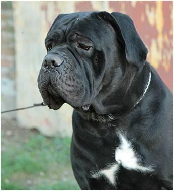 LEOPOLDO DEL ROSSO MALPELO