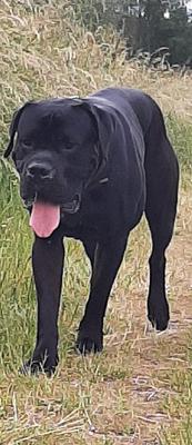 IL MIO AMICO DELLA MOSTRA CRIXUS