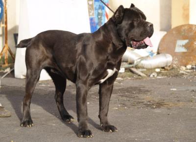 ZEUS