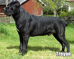 TROYAN