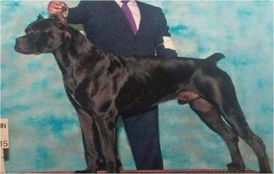 ACHILLES VON HENDOE