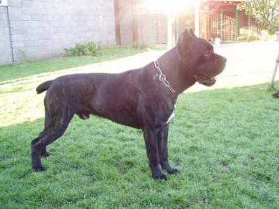 LAPO