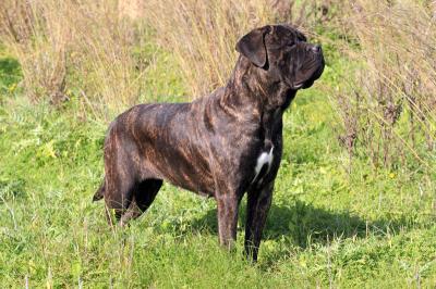 ATHENA