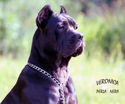 VERONIKA PERLA NERA