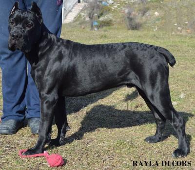 GYLIAN RAYLA DI CORS
