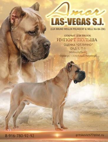 AMOR LAS VEGAS S.J.