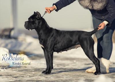 RIMSKYI KVARTAL ROKSOLANA