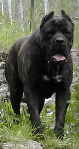 AURO