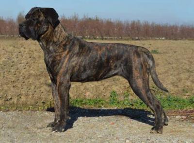 ATHENA