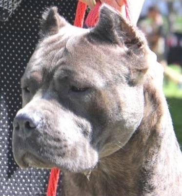 WIONNA DEL CANE CLUB