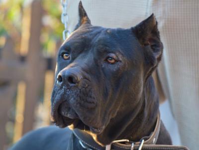 NERONE