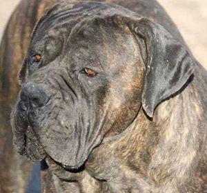 SPARTACUS DI CASTELL'ANSELMO