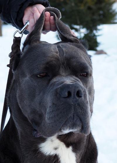 FARRELL CANE D'ORO ITALIANO
