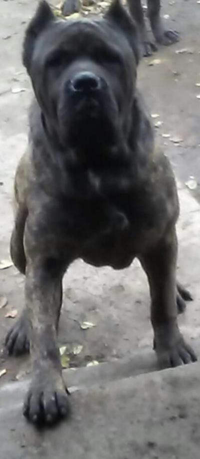 SWO'S BRUTUS