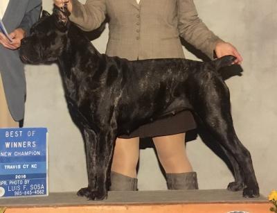 CORSO DI'ORTHUS CLEARED HOT