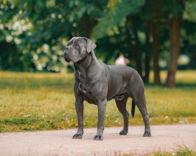 CANE MYGLORY ZURBAGAN