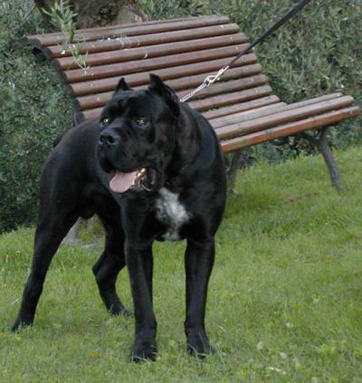 ITALO