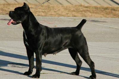 SFORZA MOLLY