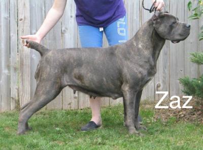 ZAZ