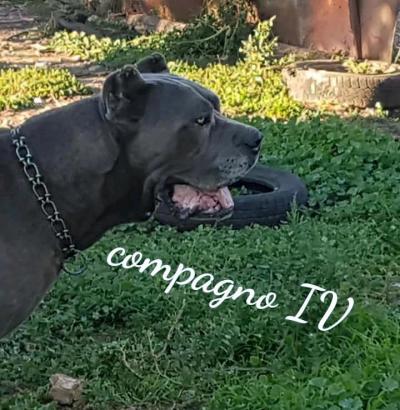 COMPAGNO IV
