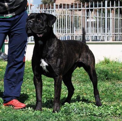 LINO