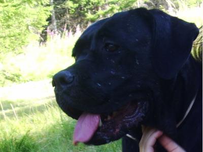 ALGARA CANE CORSO MAILNA VALLEY