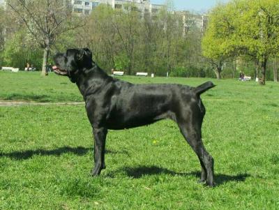 BUENA CANE CORSO MALINA VALLEY