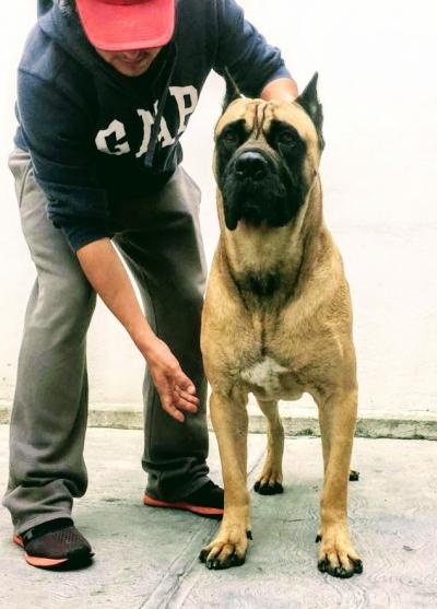 ORO SOLIDO (CAMACHO)