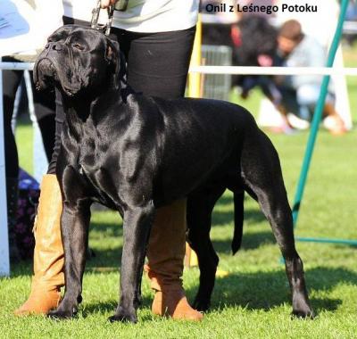 ONIL Z LESNEGO POTOKU