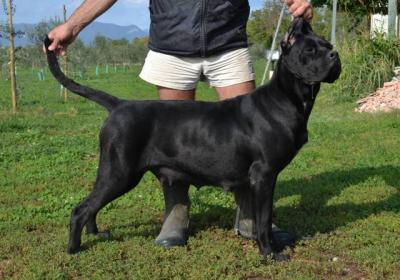 NINFA