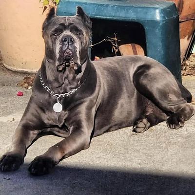 NORCAL'S NEFER ISIS