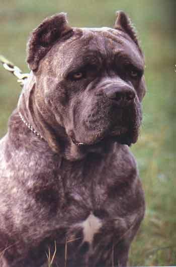 ATTILA