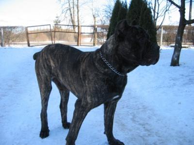 ARISTOTEL
