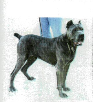 ENNIO