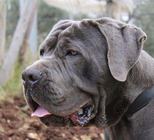CHAPO
